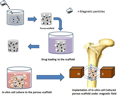 Quinazolinediones:  Tapping into the Potential for Bone Regeneration and Drug Delivery?