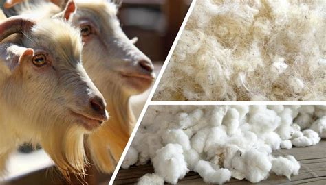  Wool: Liệu Từ Thiên Nhiên Sống Động Trong Ngành Công Nghiệp